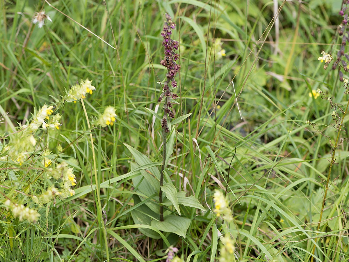 Epipactis atrorubens